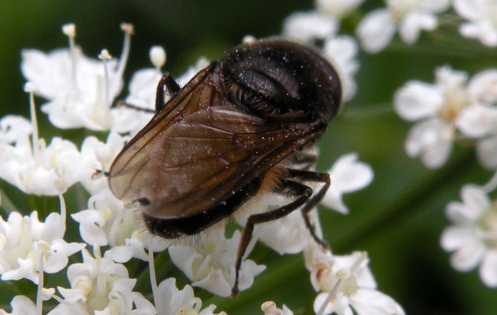 Syrphidae, forse